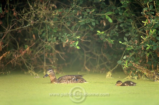 Mallard (Anas platyrhynchos) - Canard colvert - 20585