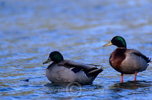 Mallard (Anas platyrhynchos) - Canard colvert - 20587