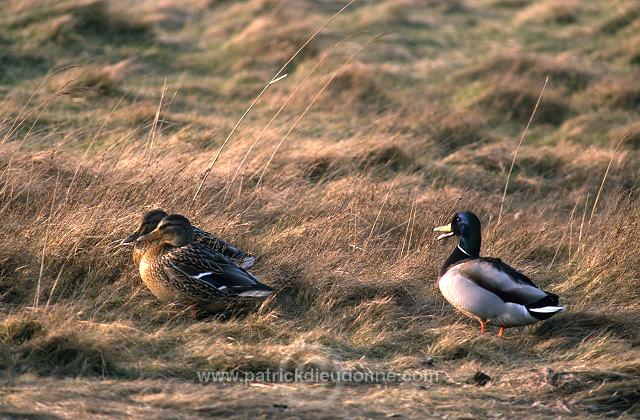 Mallard (Anas platyrhynchos) - Canard colvert - 20588