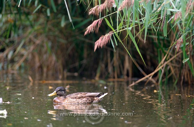 Mallard (Anas platyrhynchos) - Canard colvert - 20591