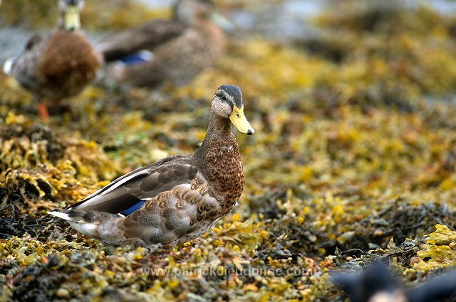 Mallard (Anas platyrhynchos) - Canard colvert - 20592