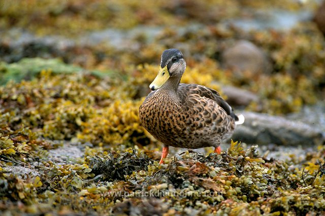 Mallard (Anas platyrhynchos) - Canard colvert - 20593