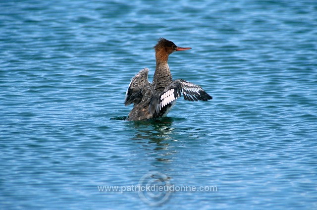 Red-breasted Merganser (Mergus serrator) - Harle huppe -  20594