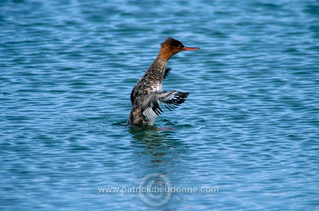 Red-breasted Merganser (Mergus serrator) - Harle huppe - 20595