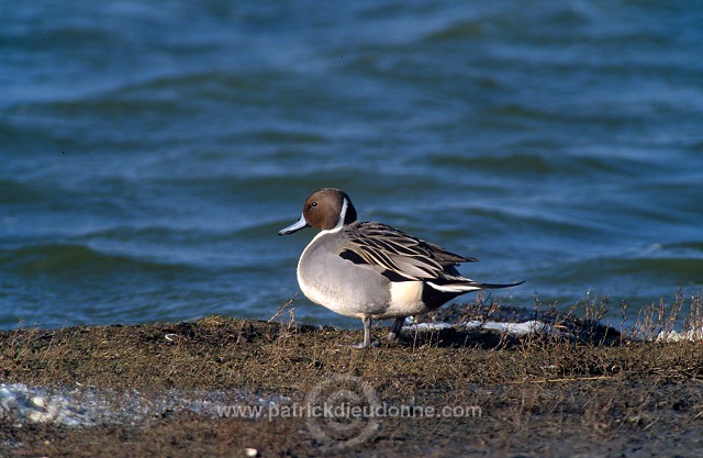 Pintail (Anas acuta) - Canard pilet - 20599