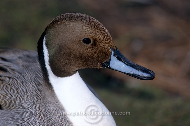 Pintail (Anas acuta) - Canard pilet - 20600