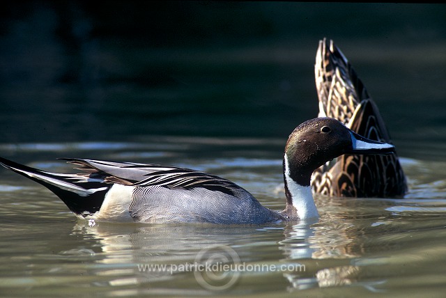 Pintail (Anas acuta) - Canard pilet - 20596