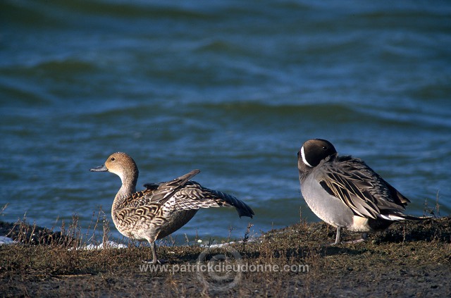 Pintail (Anas acuta) - Canard pilet - 20597