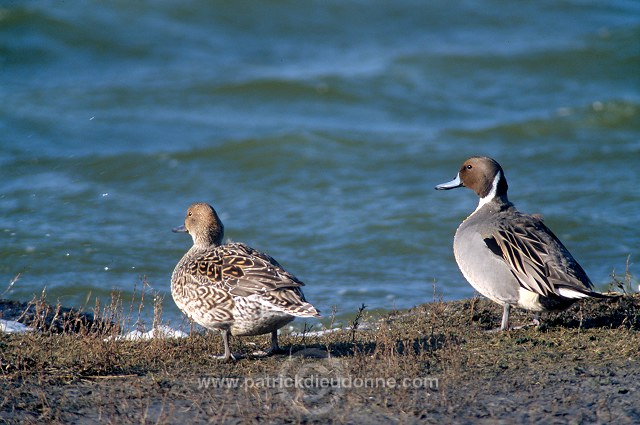 Pintail (Anas acuta) - Canard pilet - 20598