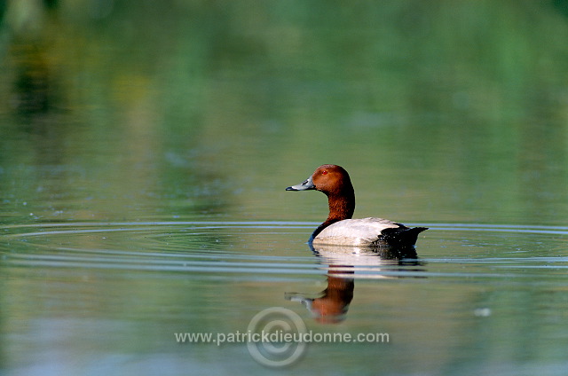 Pochard (Aythya ferina) - Fuligule milouin - 20601