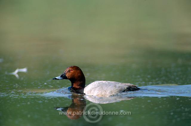 Pochard (Aythya ferina) - Fuligule milouin - 20602