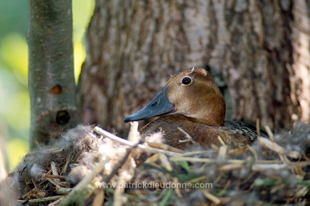 Pochard (Aythya ferina) - Fuligule milouin - 20603