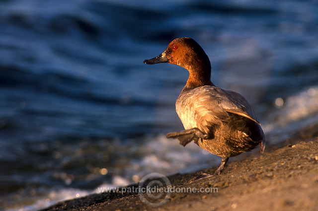 Pochard (Aythya ferina) - Fuligule milouin - 20604