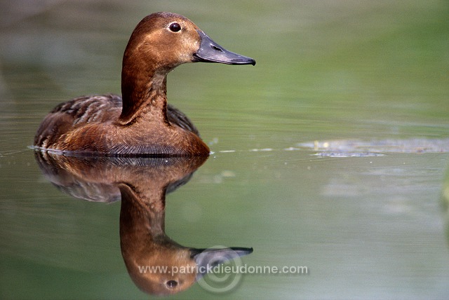 Pochard (Aythya ferina) - Fuligule milouin - 20605