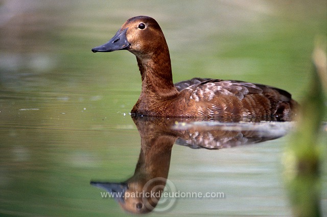 Pochard (Aythya ferina) - Fuligule milouin - 20606