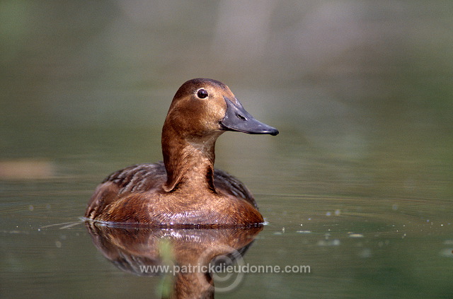 Pochard (Aythya ferina) - Fuligule milouin - 20607