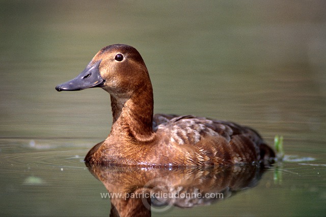 Pochard (Aythya ferina) - Fuligule milouin - 20608