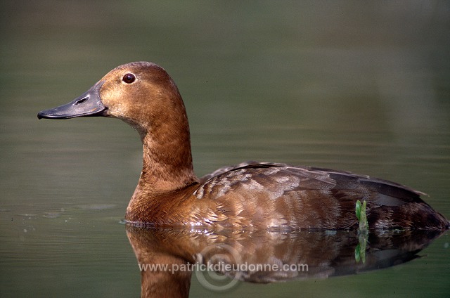 Pochard (Aythya ferina) - Fuligule milouin - 20609