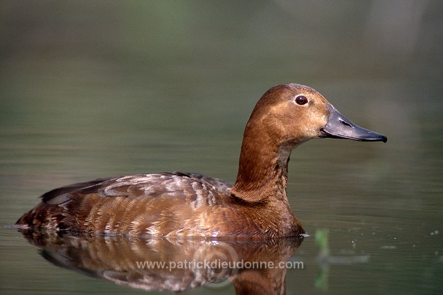 Pochard (Aythya ferina) - Fuligule milouin - 20610