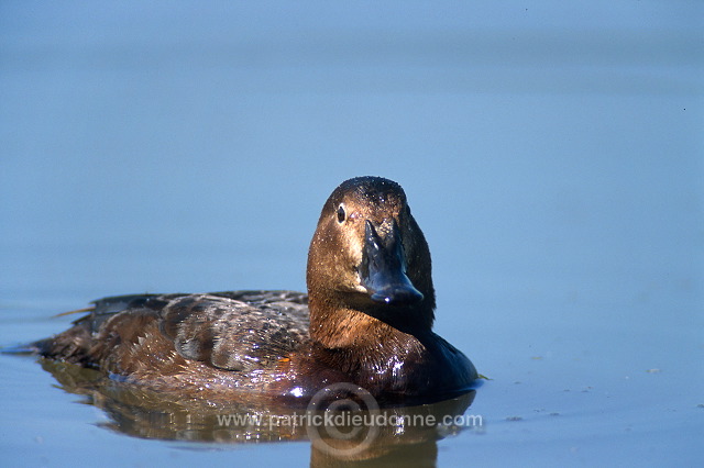 Pochard (Aythya ferina) - Fuligule milouin - 20611