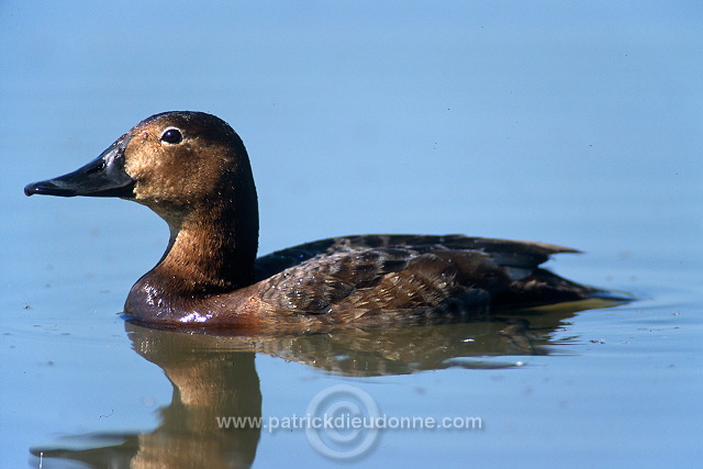 Pochard (Aythya ferina) - Fuligule milouin - 20612