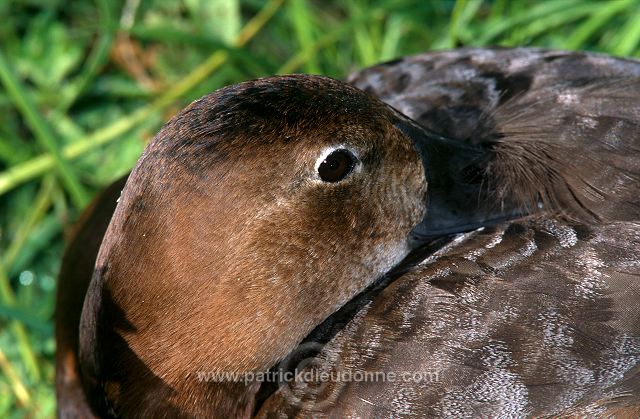 Pochard (Aythya ferina) - Fuligule milouin - 20613