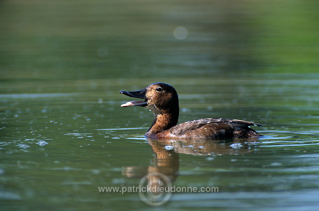 Pochard (Aythya ferina) - Fuligule milouin - 20614