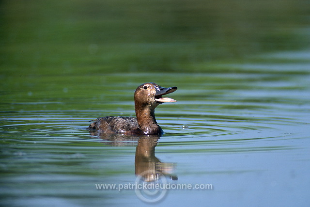 Pochard (Aythya ferina) - Fuligule milouin - 20615