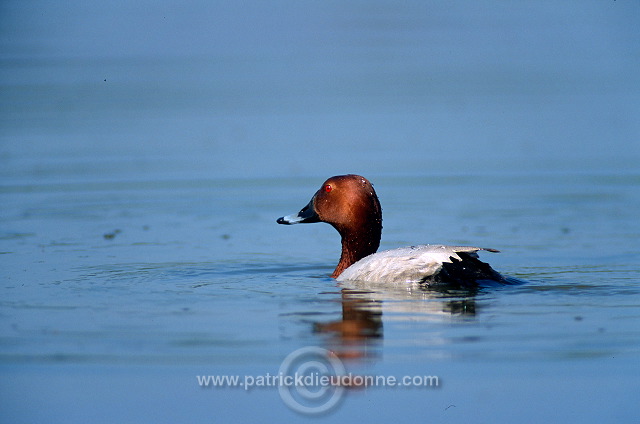 Pochard (Aythya ferina) - Fuligule milouin - 20616