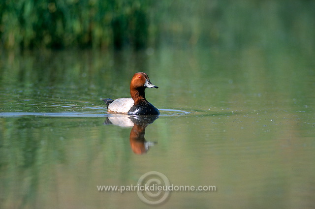 Pochard (Aythya ferina) - Fuligule milouin - 20617