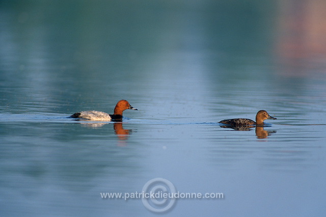 Pochard (Aythya ferina) - Fuligule milouin - 20618