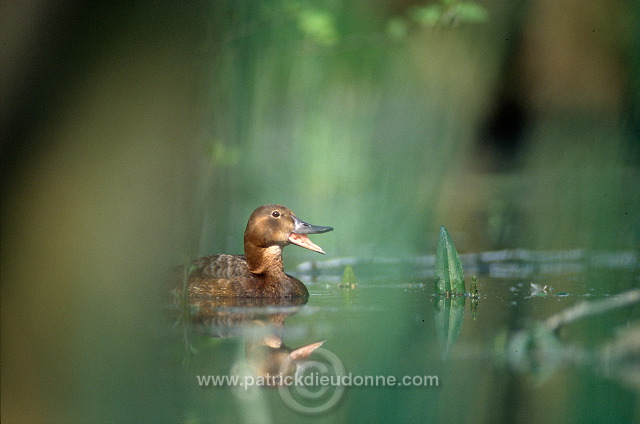 Pochard (Aythya ferina) - Fuligule milouin - 20619