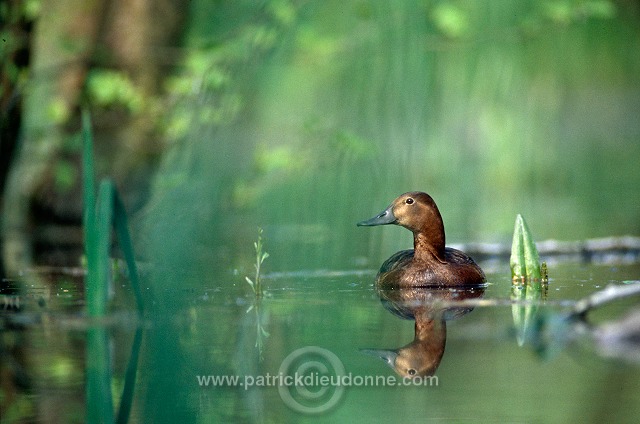 Pochard (Aythya ferina) - Fuligule milouin - 20620