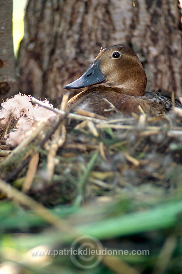 Pochard (Aythya ferina) - Fuligule milouin - 20621