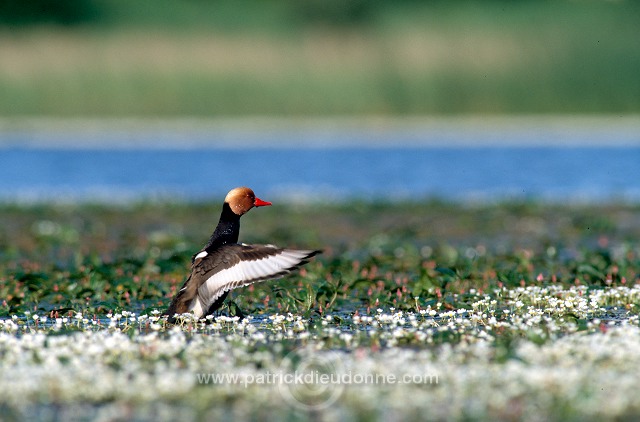 Red-crested Pochard (Netta rufina) - Nette rousse - 20622