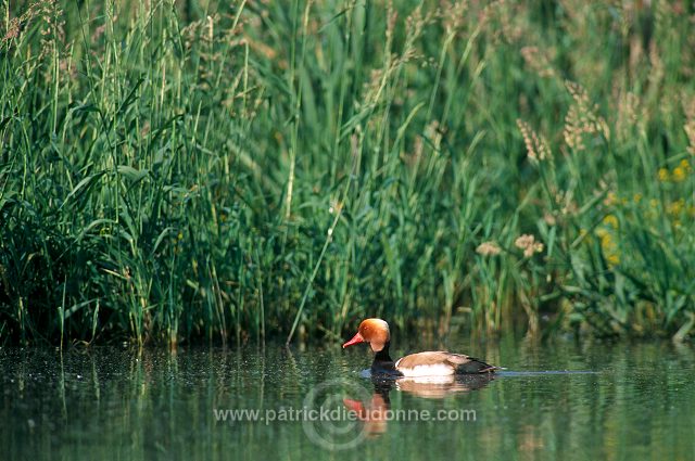 Red-crested Pochard (Netta rufina) - Nette rousse - 20623