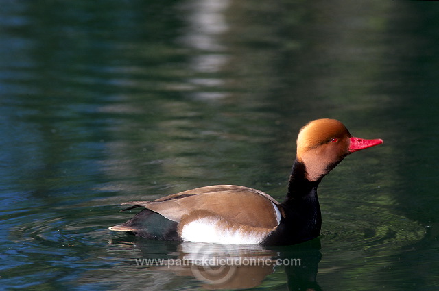 Red-crested Pochard (Netta rufina) - Nette rousse - 20624