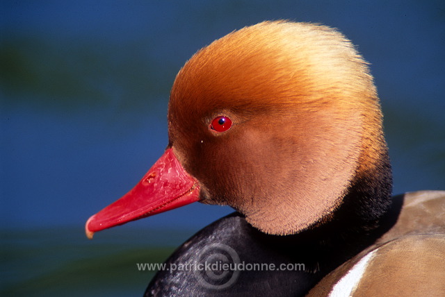 Red-crested Pochard (Netta rufina) - Nette rousse - 20625