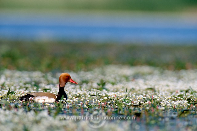 Red-crested Pochard (Netta rufina) - Nette rousse - 20626