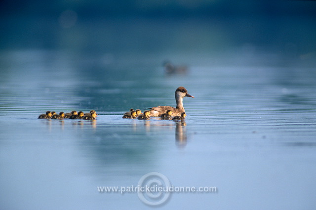 Red-crested Pochard (Netta rufina) - Nette rousse - 20628