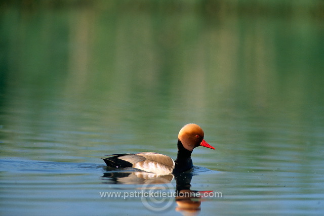 Red-crested Pochard (Netta rufina) - Nette rousse - 20629