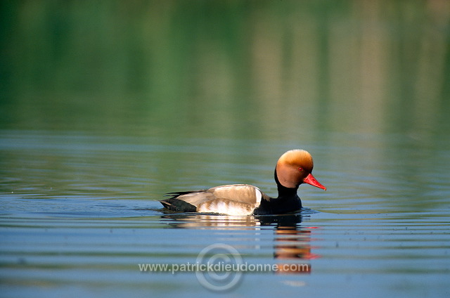 Red-crested Pochard (Netta rufina) - Nette rousse - 20630