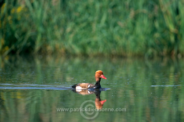 Red-crested Pochard (Netta rufina) - Nette rousse - 20631