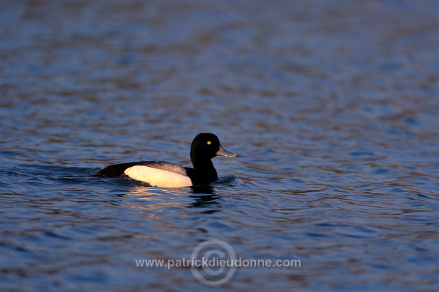 Scaup (Aythya marila) - Fuligule milouinan - 20632