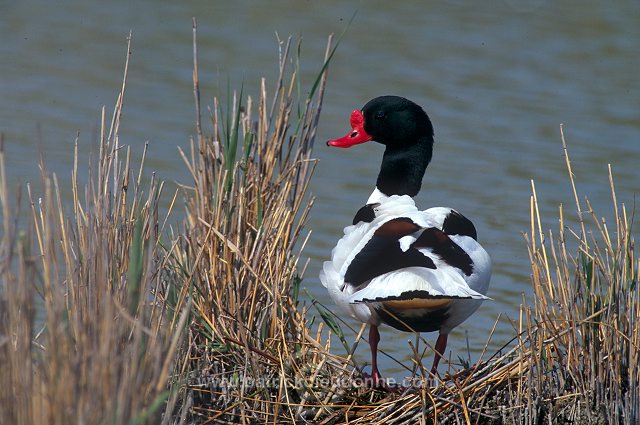 Shelduck (Tadorna tadorna) - Tadorne de Belon - 20633