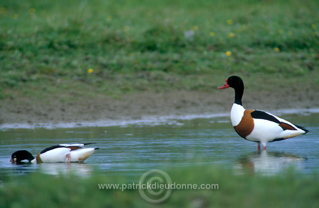 Shelduck (Tadorna tadorna) - Tadorne de Belon - 20634