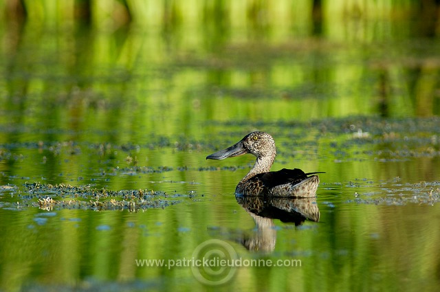 Shoveler (Anas clypeata) - Canard souchet - 20636