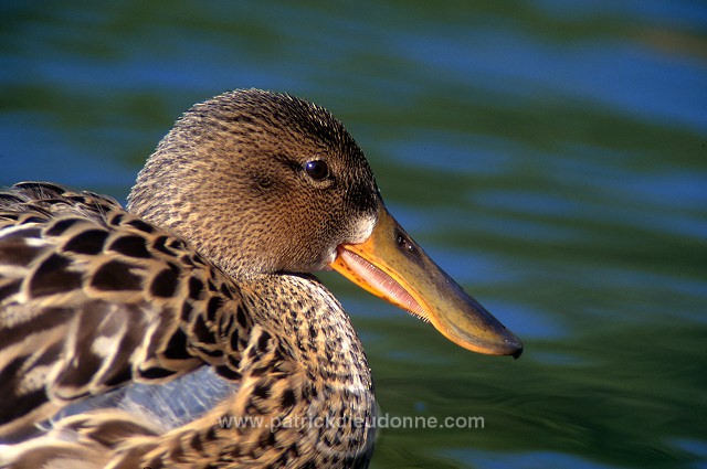 Shoveler (Anas clypeata) - Canard souchet - 20637