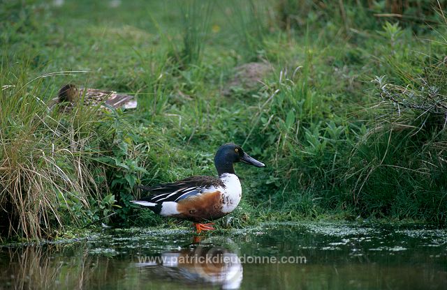 Shoveler (Anas clypeata) - Canard souchet - 20638