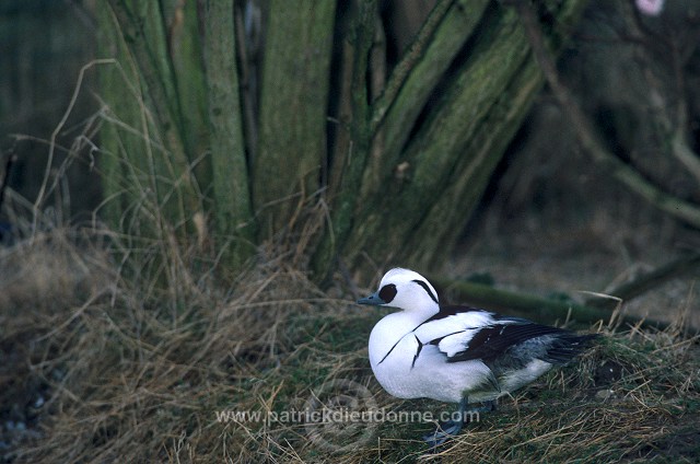 Smew (Mergellus albellus) - Harle piette - 20639